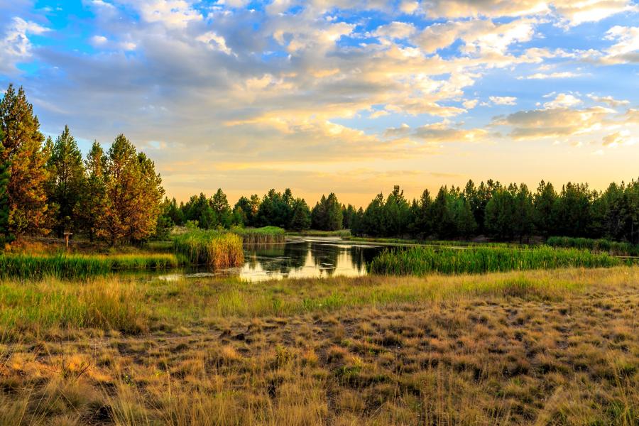 Meadow and pond among pines near Sunriver